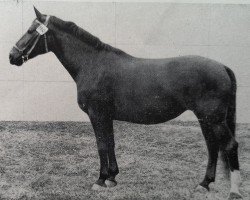 Zuchtstute Galante (Schweres Warmblut, 1952, von Goldschnitt Mo 392)