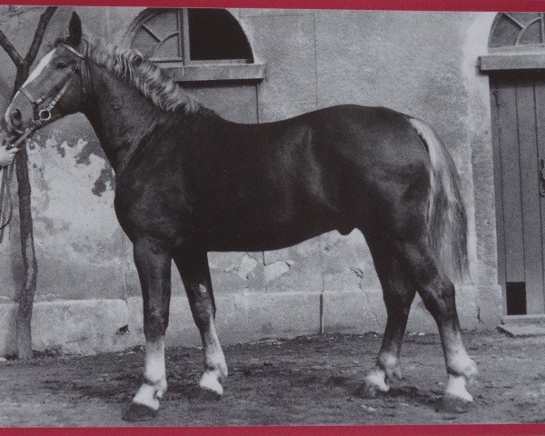 Deckhengst Goldstern MO 1097 (Schweres Warmblut, 1954, von Goldschnitt Mo 392)