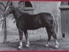stallion Goldstern 1097 (Heavy Warmblood, 1954, from Goldschnitt Mo 392)