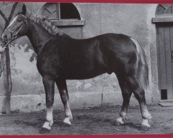 stallion Goldstern MO 1097 (Heavy Warmblood, 1954, from Goldschnitt Mo 392)