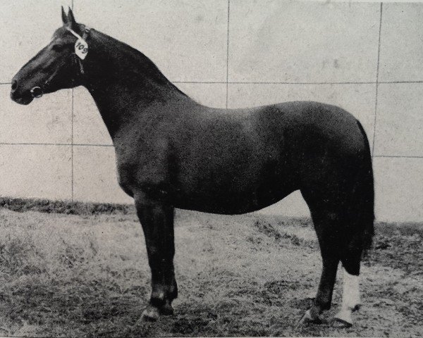 broodmare Wachtel (Heavy Warmblood, 1952, from Goldschnitt Mo 392)