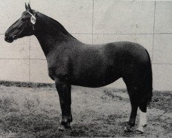 Zuchtstute Wachtel H 1136 (Schweres Warmblut, 1952, von Goldschnitt Mo 392)