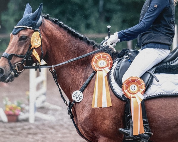 jumper Primadonna 88 (German Riding Pony, 2010, from Heidbergs Nancho Nova)