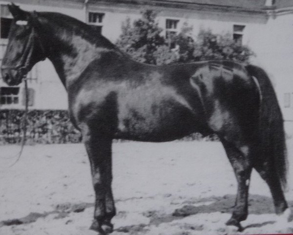 stallion Jamin 420 (Heavy Warmblood, 1946, from Janow)