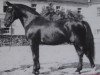 Deckhengst Jamin 420 (Schweres Warmblut, 1946, von Janow)