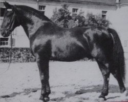 Deckhengst Jamin 420 (Schweres Warmblut, 1946, von Janow)