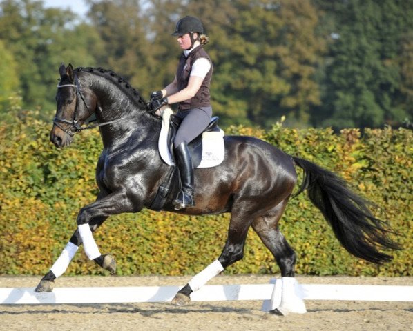 stallion Sir Easy (Trakehner, 2008, from Easy Game)