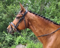 jumper Damigo CH (Swiss Warmblood, 2015, from Diamant de Semilly)