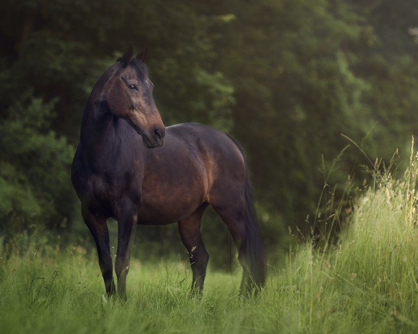 Zuchtstute Pasja (Polnisches Warmblut, 1995, von Antokol)