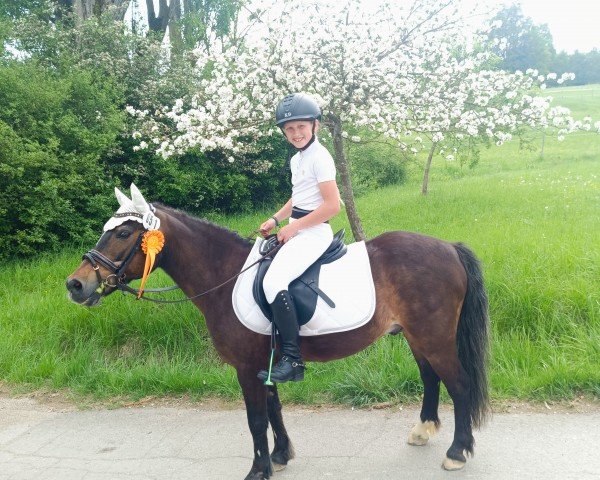 dressage horse Moritz (Dartmoor Pony, 2002, from Doublebee Picco Bello)