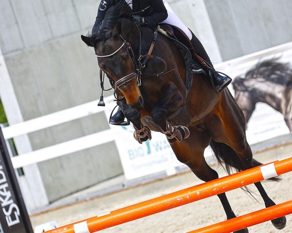 jumper Colibri Rose Z (Zangersheide riding horse, 2019, from Cabrio van de Heffinck)