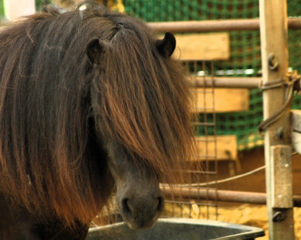 horse Tribl Stardust Chrystal (Shetland Pony, 2022, from Nuri vom Luetten Land)