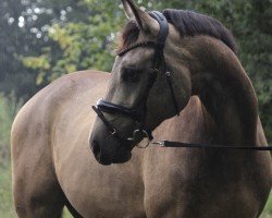 dressage horse Qasido Gold (Westphalian, 2019, from Qaside Md)