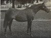 broodmare Piran Demelza (British Riding Pony, 1970, from Cusop Connoisseur)