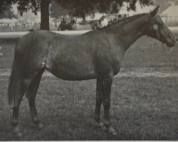 Zuchtstute Piran Demelza (British Riding Pony, 1970, von Cusop Connoisseur)