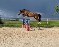 Springpferd Marome's Fantasy (KWPN (Niederländisches Warmblut), 2010, von Marome NW)