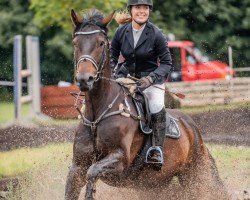 dressage horse Darcey 3 (Hanoverian, 2013, from Drombusch)