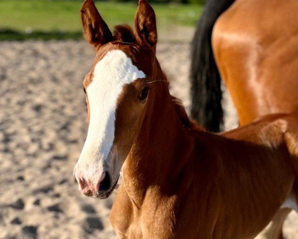 Springpferd Ogana-Leen (Deutsches Sportpferd, 2023, von DSP Oganero P)