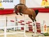 jumper Hengst von Chacfly PS / Stalypso (German Sport Horse, 2021, from Chacfly PS)