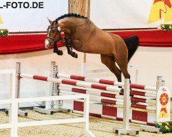 jumper Hengst von Chacfly PS / Stalypso (German Sport Horse, 2021, from Chacfly PS)