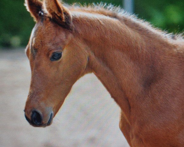 Springpferd Clooney 155 (Deutsches Sportpferd, 2019, von Cascadello)