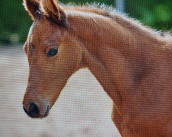 jumper Clooney 155 (German Sport Horse, 2019, from Cascadello)