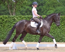 dressage horse Madonna Pur (Bavarian, 2010, from Fürst Grandios)