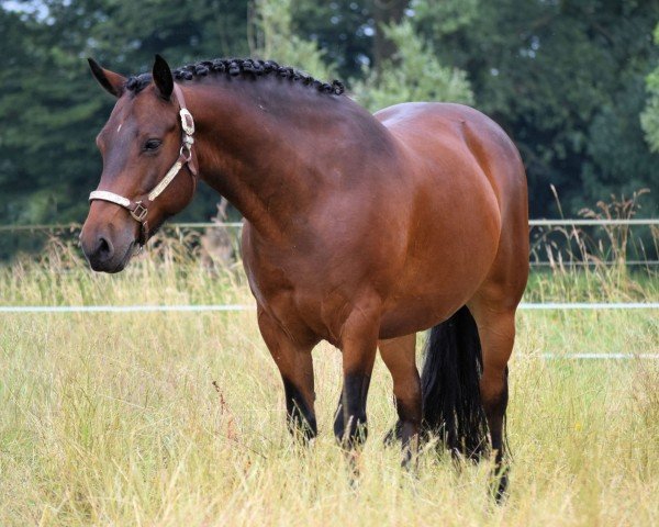 horse Campino (Connemara Pony, 2015)