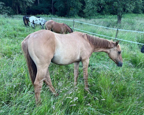 Pferd Smart Scottish Boon (Quarter Horse, 2023)