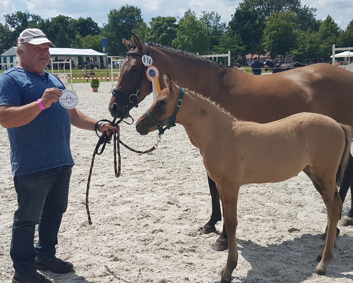 broodmare Grace Kelly 142 (German Riding Pony, 2020, from Golden Grey NRW)