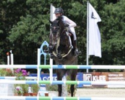 jumper Cajero 6 (Hanoverian, 2016, from Colman)