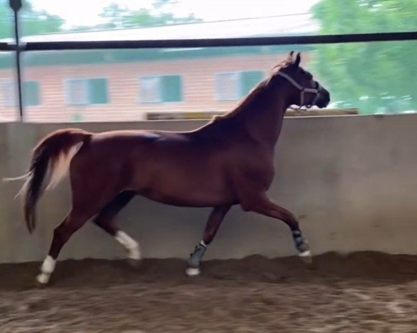 broodmare Cherry Flavour (Oldenburg show jumper, 2015, from Conthargos)