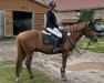 jumper DiMeo Don Pepe BG (German Riding Pony, 2008)