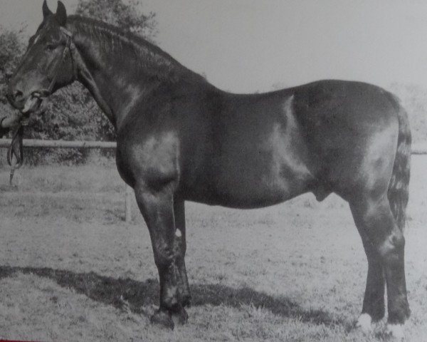 Deckhengst Godesberg I S-A 103 (Oldenburger, 1940, von Godin 3555)