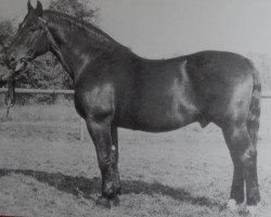 stallion Godesberg I S-A 103 (Oldenburg, 1940, from Godin 3555)