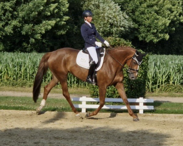 dressage horse Millymay (Oldenburg, 2010, from Laurentio)