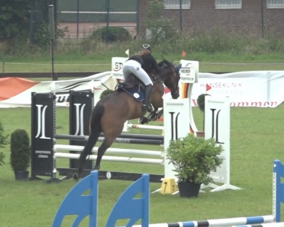 jumper Sixtus 54 (Hanoverian, 2015, from Stolzenberg)