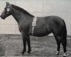 Zuchtstute Lindenfee H 1260 (Schweres Warmblut, 1953, von Gotenfuerst Mo 654)