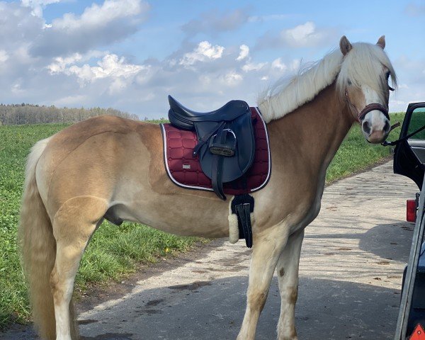 dressage horse Amigo Charlie (Haflinger, 2019, from Amari)