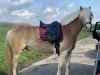 Dressurpferd Amigo Charlie (Haflinger, 2019, von Amari)