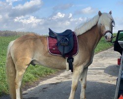 Dressurpferd Amigo Charlie (Haflinger, 2019, von Amari)