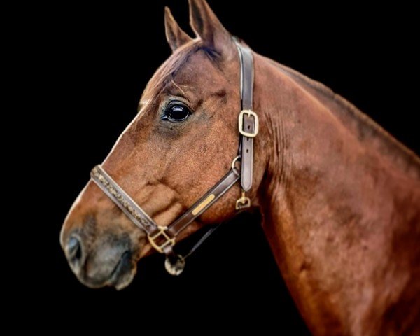 jumper Golden Boy d‘Azur (Selle Français, 2016, from Eldorado de Hus)