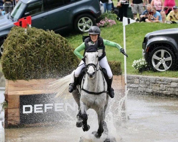 Springpferd Quidditch K (Holsteiner, 2012, von Quiwi Dream)