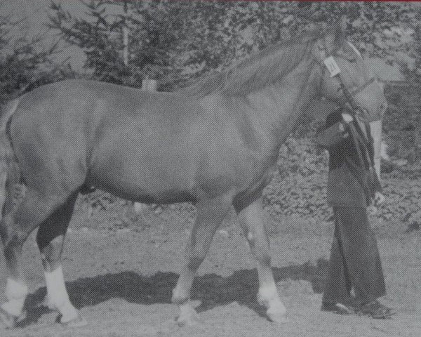 stallion Lucius Mo 1011 (Heavy Warmblood, 1950, from Luxus Mo 273)