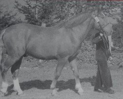 Deckhengst Lucius Mo 1011 (Schweres Warmblut, 1950, von Luxus Mo 273)