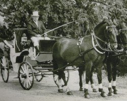 broodmare Zensi H3307 (Heavy Warmblood, 1969, from Friedolf Mo 1146)