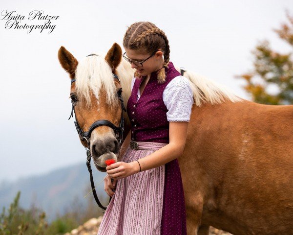 horse Esmeralda 10 (Haflinger, 2005, from Aufwind)