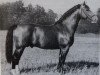 stallion Friedolf Mo 1146 (Oldenburg, 1956, from Friedhelm)