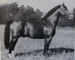 stallion Friedolf Mo 1146 (Oldenburg, 1956, from Friedhelm 4099)