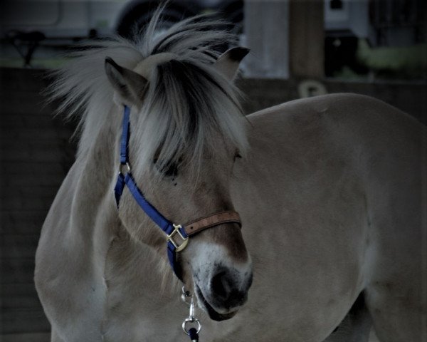 horse My crazy Boy G (Fjord Horse, 2008)